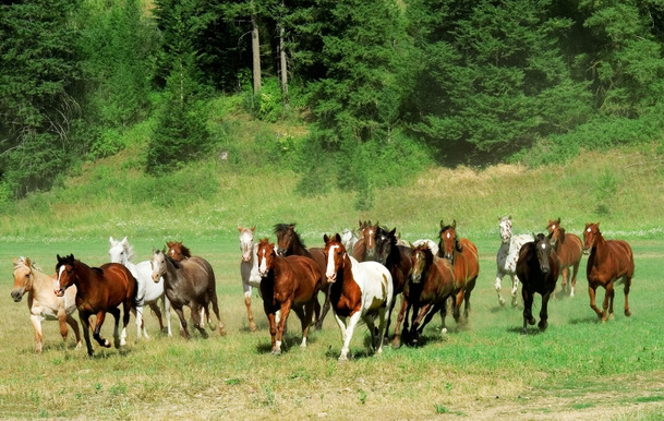 horses gallop on idaho ranch